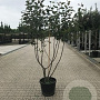 Malus 'Rudolph' 125-150 cm 40L meerstammig