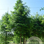 Metasequoia glyptostroboides 12-14 cm 50L beveerd 