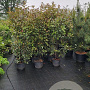 Photinia fraseri 'Red Robin' 175-200 cm 20L