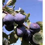 Prunus d. 'President' 12-14 cm 35L