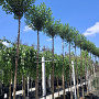 Prunus eminens 'Umbraculifera' 20-25 cm 50L 225 cm stam