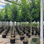 Prunus l. 'Novita' 14-16 cm 35L