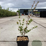 Punica granatum 50-60 cm 3,0L