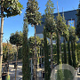Quercus ilex 8-10 cm 35L 180 cm stam