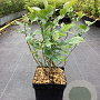 Vaccinium c. 'Bluegold' 40-50 cm 3,0L