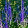 Veronica longif. 'Blauriesin' GM P9
