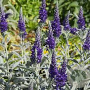 Veronica sp. 'Silbersee' GM P9