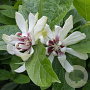 Calycanthus 'Venus' 60-80 cm 10L
