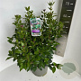 Viburnum tinus 40-50 cm 5,0L