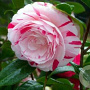 Camellia j. 'Bicolor' 80-100 cm 15L