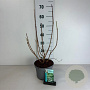 Viburnum opulus 'Roseum' 50-60 cm 35L