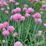 Allium schoenop. 'Forescate' GM P9