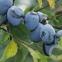 Prunus d. 'Hauszwetsche' 12-14 HO 45L
