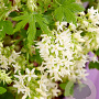 Ribes sang. 'Oregon Snowflake' 40-50 cm 5,0L