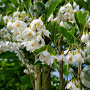 Styrax jap. 'June Snow' 10-12 HO 45L