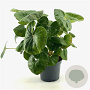 Farfugium japonicum giganteum 30-40 cm 3,0L
