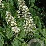 Aesculus hippocastanum 40-60 cm wortelgoed 3 jarig verplante zaailin