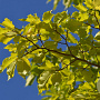 Ulmus 'Dodoens' 20-25 HO draadkluit