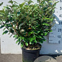 Elaeagnus ebb. 'Compacta' 60-80 cm 10L