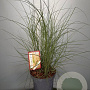 Miscanthus sin. 'Kleine Silbersp.' GM C5