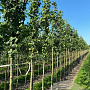 Ginkgo biloba 14-16 HO draadkluit
