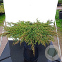 Juniperus comm. 'Green Carpet' 25-30 cm 2,0L