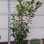 Prunus l. 'Novita' 150-175 cm 15L