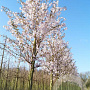 Prunus 'Pandora' 12-14 HO draadkluit