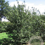 Acer campestre 300-350 cm draadkluit meerstammig
