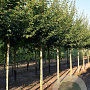 Acer campestre 'Elsrijk' 18-20 cm draadkluit 210 cm stam schermvorm