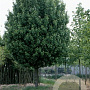 Acer campestre 'Lienco' 25-30 HO draadkluit