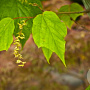 Acer conspicuum 'Silver Vein' 200-225 cm draadkluit meerstammig