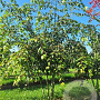 Acer davidii 350-400 cm draadkluit meerstammig