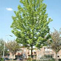 Acer freemanii 'Celzam' 16-18 cm draadkluit