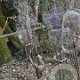 Acer griseum 200-250 cm draadkluit meerstammig