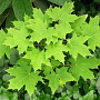 Acer platanoides 16-18 HO draadkluit
