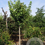 Acer rubrum 'October Glory' 18-20 HO draadkluit