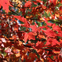 Acer rubrum 'Scanlon' 18-20 HO draadkluit
