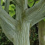Acer rufinerve 175-200 cm draadkluit meerstammig
