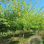 Acer s. 'Laciniatum Wieri' 400-450 cm draadkluit meerstammig