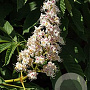 Aesculus hippocastanum 60-80 cm wortelgoed 3 jarig verplante zaailin