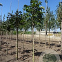 Aesculus hippocastanum 14-16 HO draadkluit