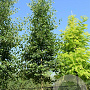 Alnus cordata 40-60 cm wortelgoed 2 jarige zaailing