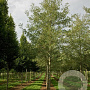 Alnus glutinosa 'Laciniata' 12-14 HO draadkluit