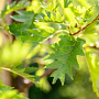 Alnus glutinosa 'Laciniata' 16-18 HO draadkluit