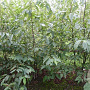 Alnus spaethii 30-35 cm draadkluit