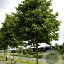 Alnus spaethii 'Spaeth' 25-30 HO draadkluit