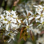 Amelanchier lamarckii 175-200 cm draadkluit meerstammig