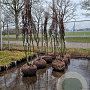 Amelanchier lamarckii 200-225 cm draadkluit meerstammig