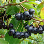 Aronia melanocarpa 100-125 cm wortelgoed 3 jarig verplante zaailin